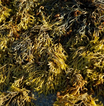 algues brunes ou pétrole