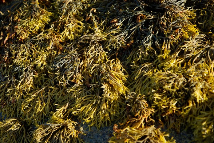 algues brunes ou pétrole