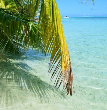 tahiti hotel brando