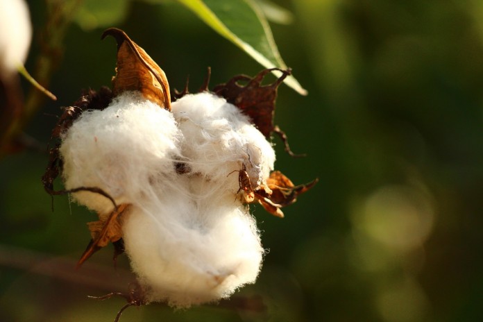textile bio coton bio