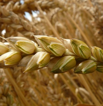 aliments enrichis