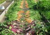 jardin monpotager