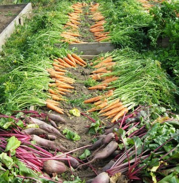 jardin monpotager