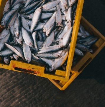 chiffres de la pêche