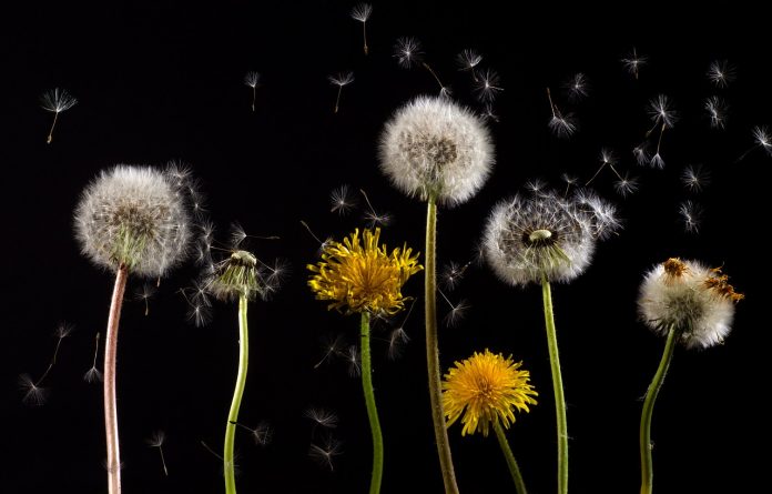 allergie aux pollens