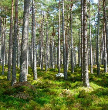 Arbre et intelligence