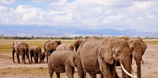 partir en écovolontariat pour soigner les éléphants d'Afrique