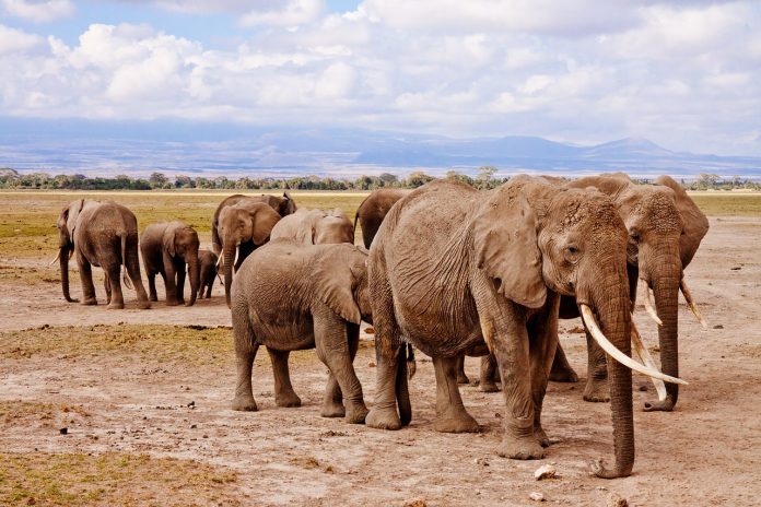 partir en écovolontariat pour soigner les éléphants d'Afrique