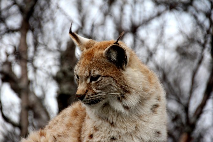 Chat sauvage