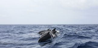 dauphins de la Manche contaminés