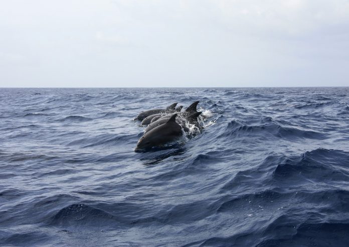 dauphins de la Manche contaminés