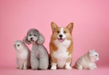 anti puce chien puces animaux