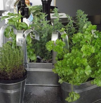 plantes aromatiques sur balcon