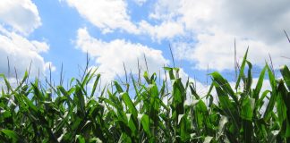champ de maïs garanti sans OGM