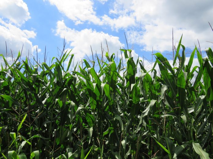 champ de maïs garanti sans OGM