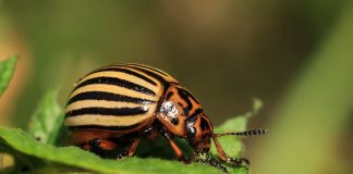 insectes nuisibles et agents pathogènes