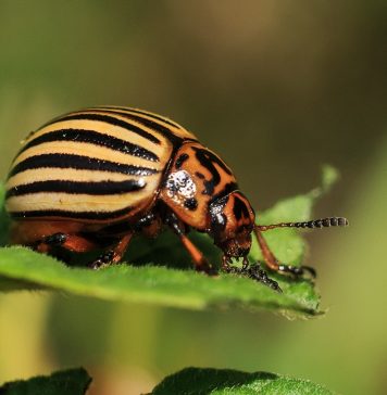 insectes nuisibles et agents pathogènes