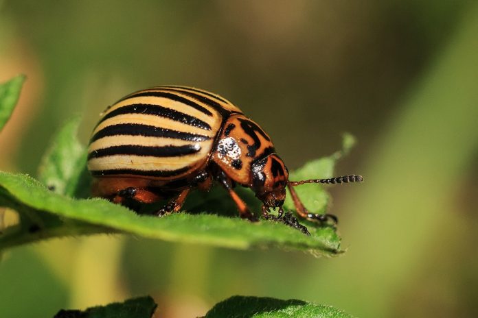 insectes nuisibles et agents pathogènes