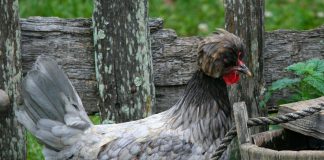 opération poules et poulaillers dans les iles