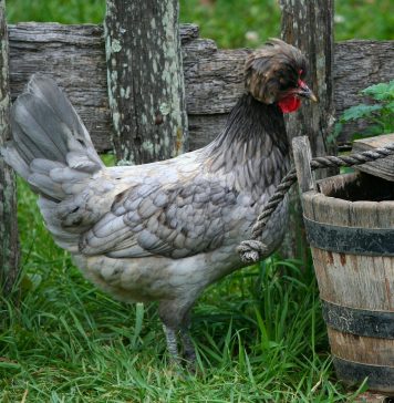 opération poules et poulaillers dans les iles