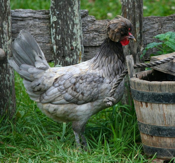 opération poules et poulaillers dans les iles