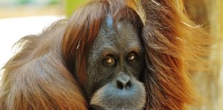 le biodiésel détruit l'habitat de l'orang-outan
