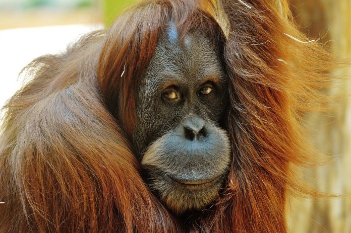 le biodiésel détruit l'habitat de l'orang-outan