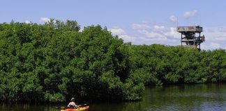 mangrove amazonienne