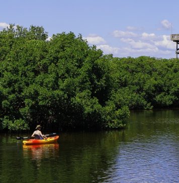 mangrove amazonienne