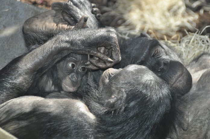 les singes en voie de disparition