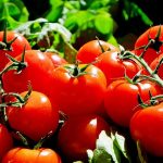 éplucher les tomates