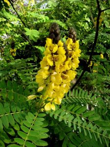 parfum insolite plante senna didymobotrya