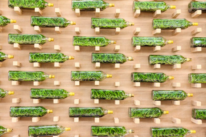 DIY: un mur végétal avec vos bouteilles en plastiques - Consofutur