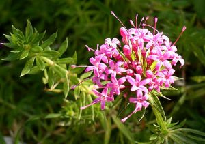 odeur insolite plante Crucianella stylosa ou Phuopsis stylosa