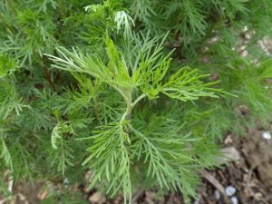 odeur insolite plante Cola-végétal ou Armoise cola ou meme Artemisia abrotanum