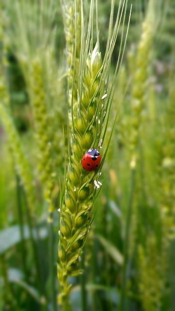 Coccinelle biodiversité insecticide naturel