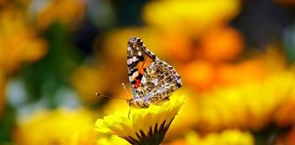 papillon biodiversité