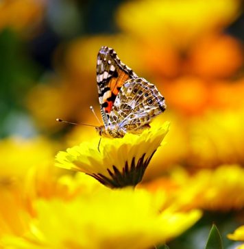 papillon biodiversité