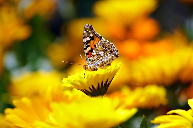 papillon biodiversité