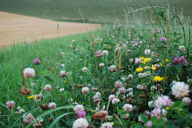 prairie biodiversité