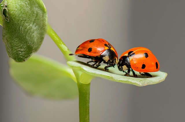 insectes auxiliaires de l'agriculture coccinelle prédateur pucerons