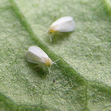 mouche blanche insecte auxiliaire contre l'aleuropode