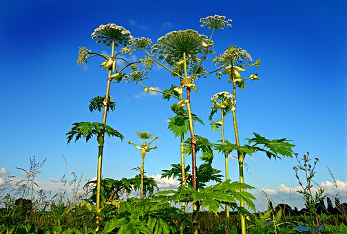 plantes invasives