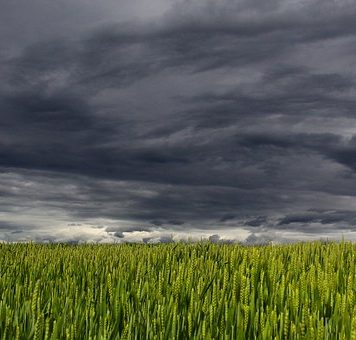 champs de blés menacés par les espèces nuisibles