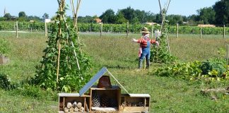 permaculture dans les quartiers entre voisins