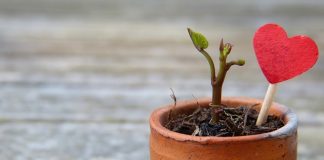 pots de fleurs écologiques