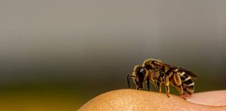 sauvons les abeilles