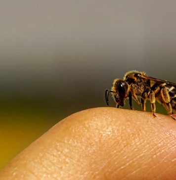 sauvons les abeilles