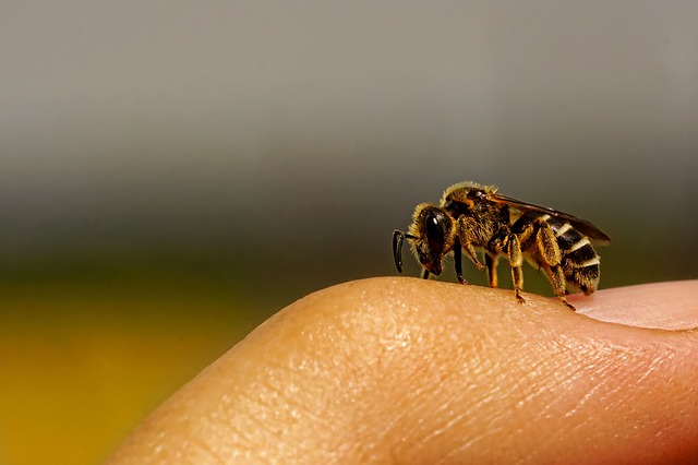 sauvons les abeilles