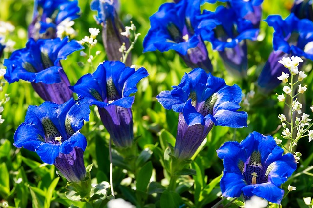 filière agricole plantes médicinales